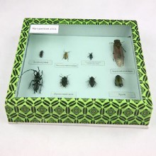 образец Лесной вредитель