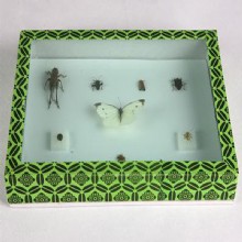 образец Огородное насекомое