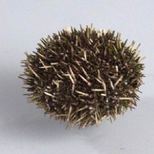 Сухой препарат 