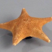 Сухой препарат 