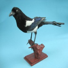 сушеные шама - образец 