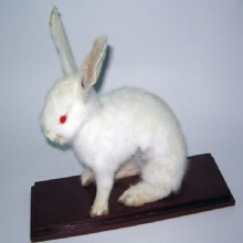 сушеные кролик образца 