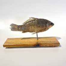 сушеные карп образца