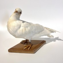 сушеные голубь образца 