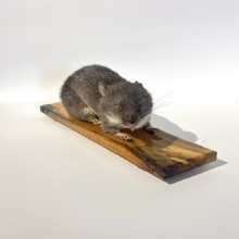 сушеные крыса образца 