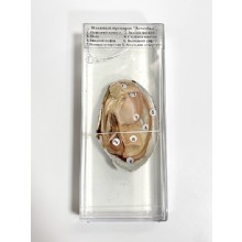 лебедь мидии образца