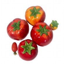 помидоры модели 