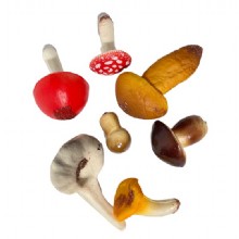 грибная модель