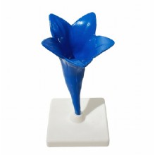 Модель цветка василька