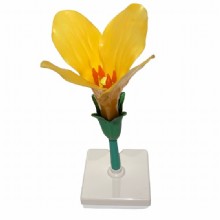 продажи модели высокого качества горячего капусты цветок