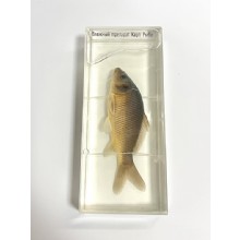 Влажный препарат Карась