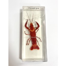 Влажный препарат Креветка