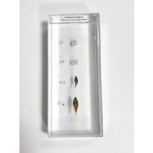 Влажный препарат Развитие костистой рыбы