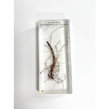 Влажный препарат Корень бобовых растений с клубеньками