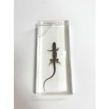 Влажный препарат Ящерица