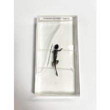 Влажный препарат Тритон