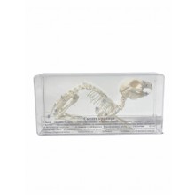 Скелет кролика