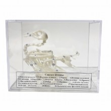 Скелет голубя