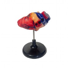 Модель “Сердца” (лабораторная)