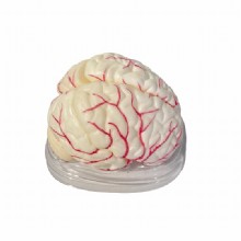 Модель “Мозга с артерией ” 