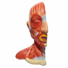 Модель ”структурная модель человеческого тела” 