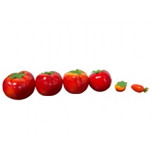 Tomato Model Set