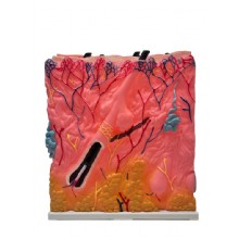 Модель “Kожа тела “