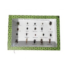 образец вредители