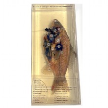 Влажный препарат Внутреннее строение рыбы