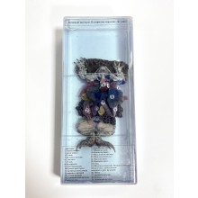 внутренняя структура лягушка 