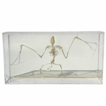 Ящерица скелет